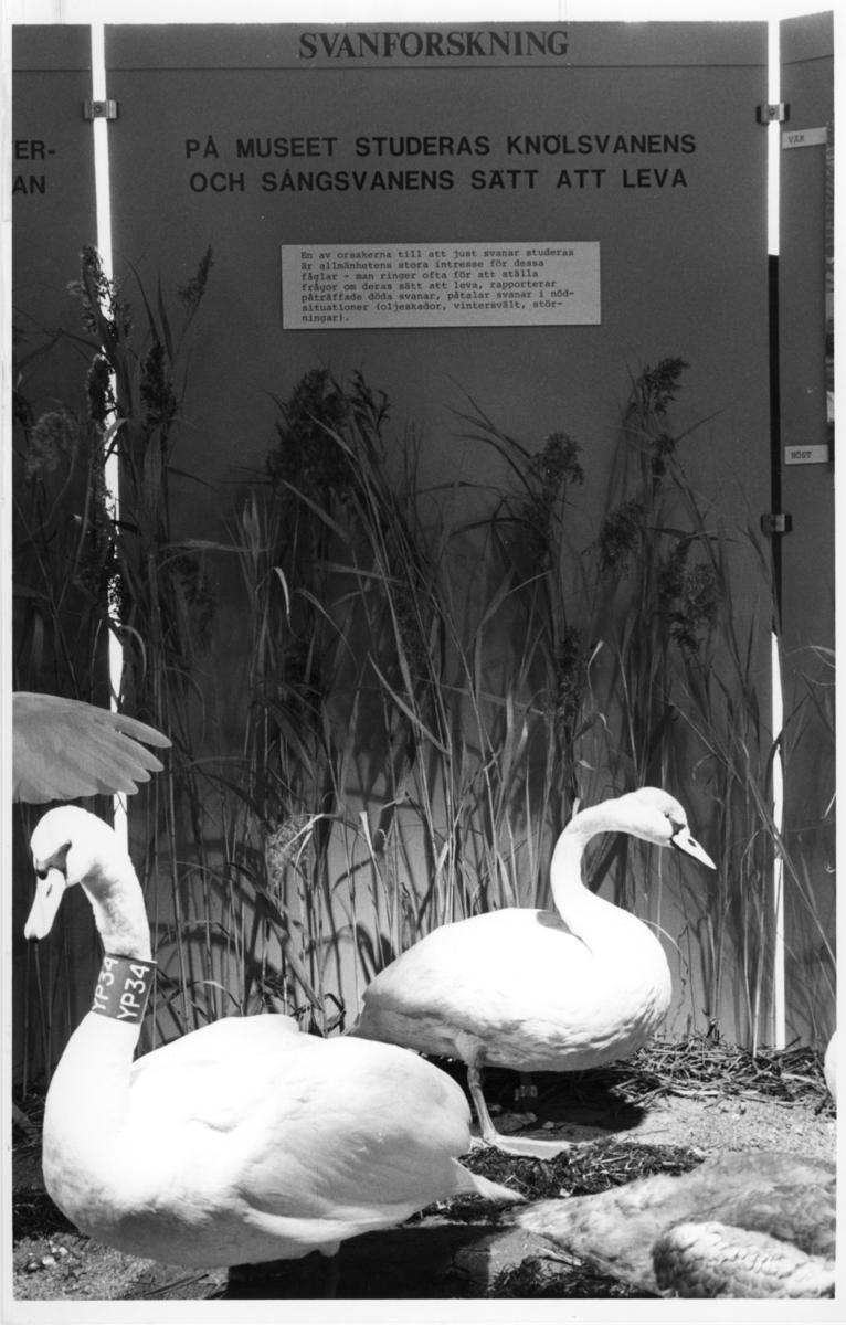 'Foto på Jubileumsutställningen, Göteborgs Naturhistoriska museum 150 år. ::  :: Utställningsskärm från svandelen av utställningen, angående varför svanar studeras på museet. Med 2 monterade svanar framför skärmarna.'