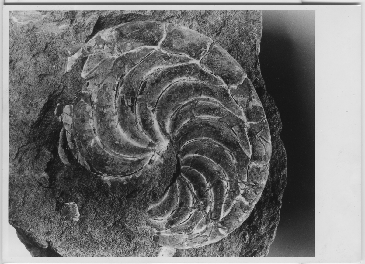 'Fossil, närbilder på ammoniter och trilobiter: :: Från ''Lower Miocene''. :: Står att det är överräckt av Alfred Glomb. ::  :: Ingår i serie med fotonr. 5665:1-7.'
