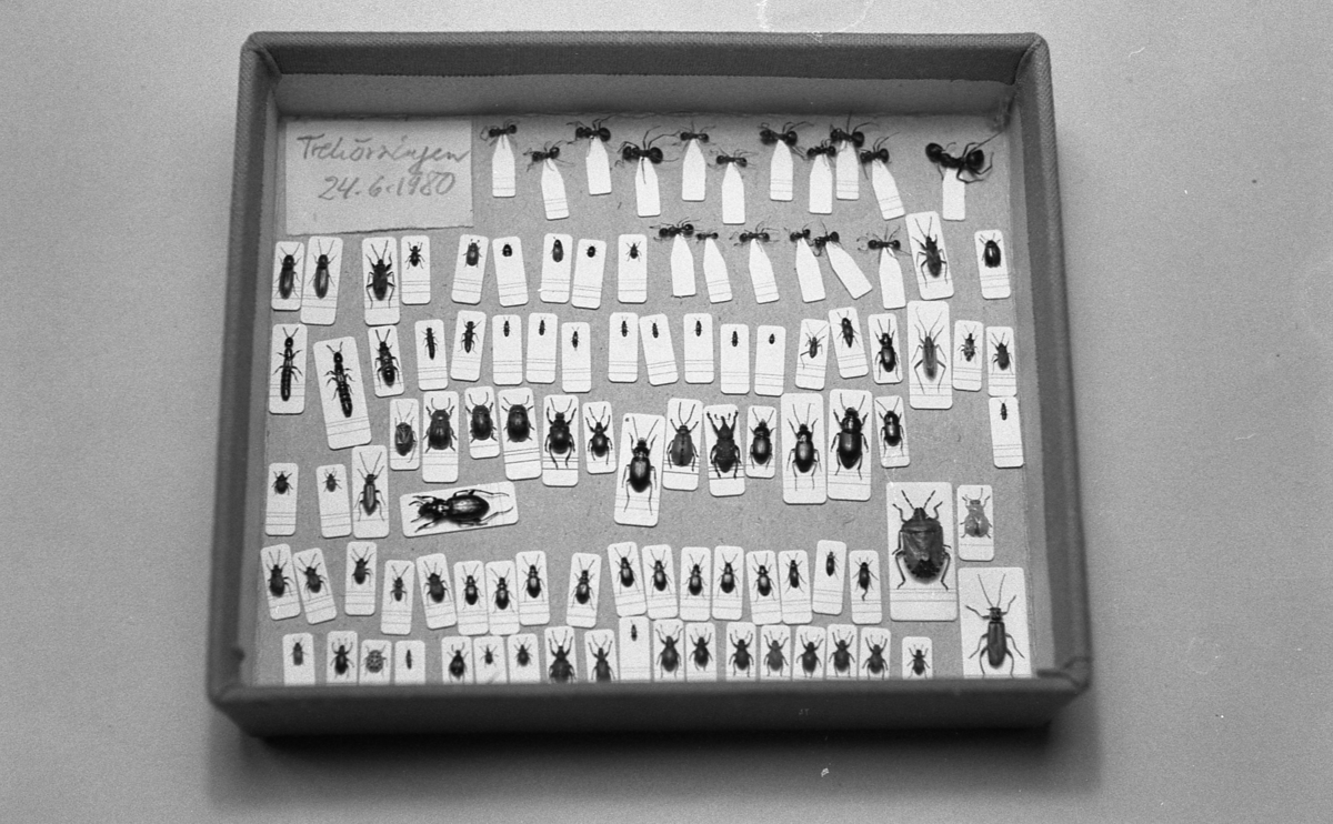 'Entomologen: Barbara Landelius i arbete med montering av insekter: ::  :: Låda med diverse insekter på nålar. Insektsmontering. Lapp med texten ''Trehörningen 1980-06-24''. ::  :: Ingår i serie med fotonr. 5976:1-6, se även fotonr. 5977:1-4.'