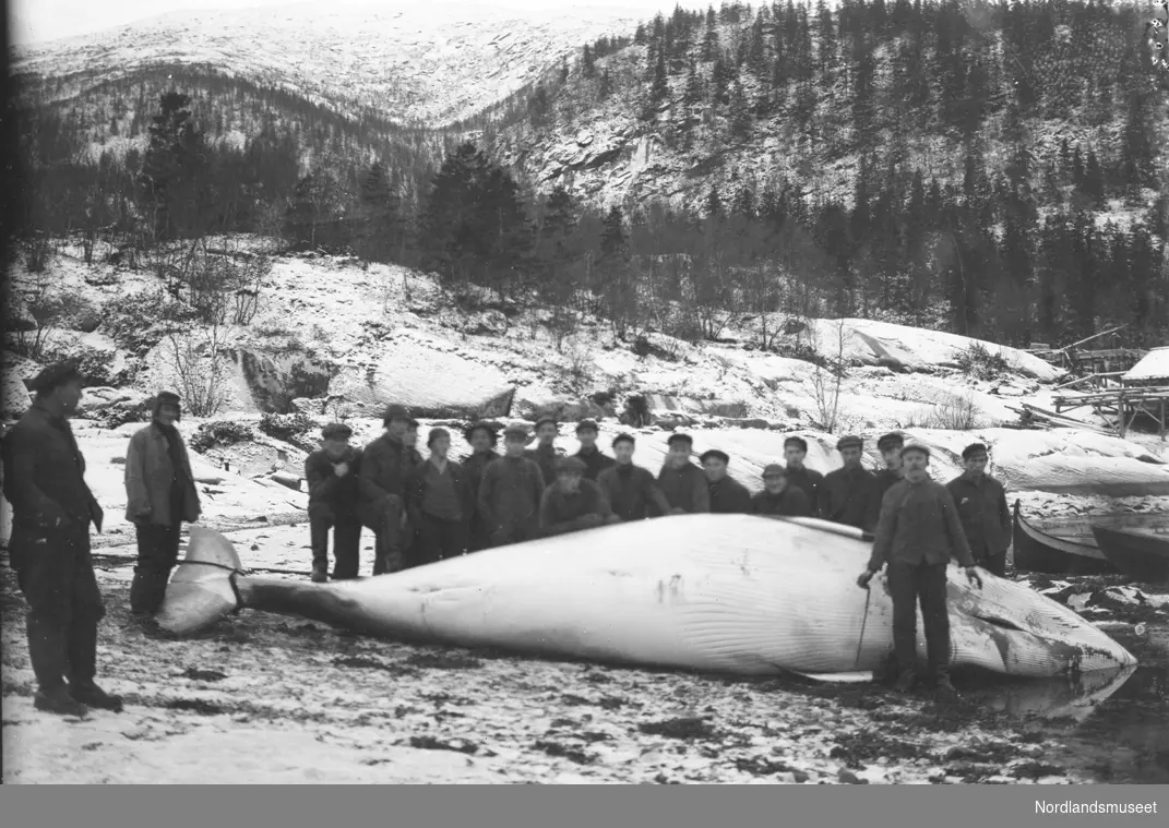 Hvalfangst.
Gruppe menn står ved fanget hval. I bakgrunne skogkledd skråning,
snø.