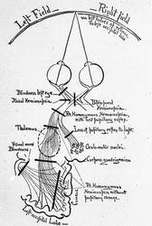 Dr. Magnus (Hjernen)