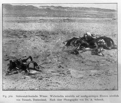 Plantegeografie. Hanna Resvoll-Holmsen 23/3 22.