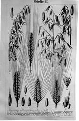 Plantens ernæring o.a. botan.