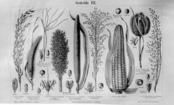 Plantens ernæring o.a. botan.