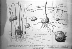Plantens ernæring o.a. botan.