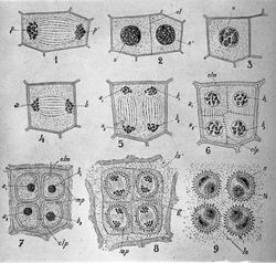 Prof. Gran nov 09. Planter