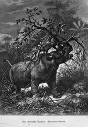 Afrikansk neshorn (Rhinoceros bicornis)