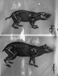 Anatomisk figur, skjelett av to ukjente dyr