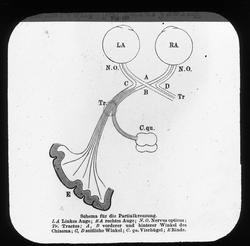 Anatomi; Øyet. Synsnerven, kryssing.