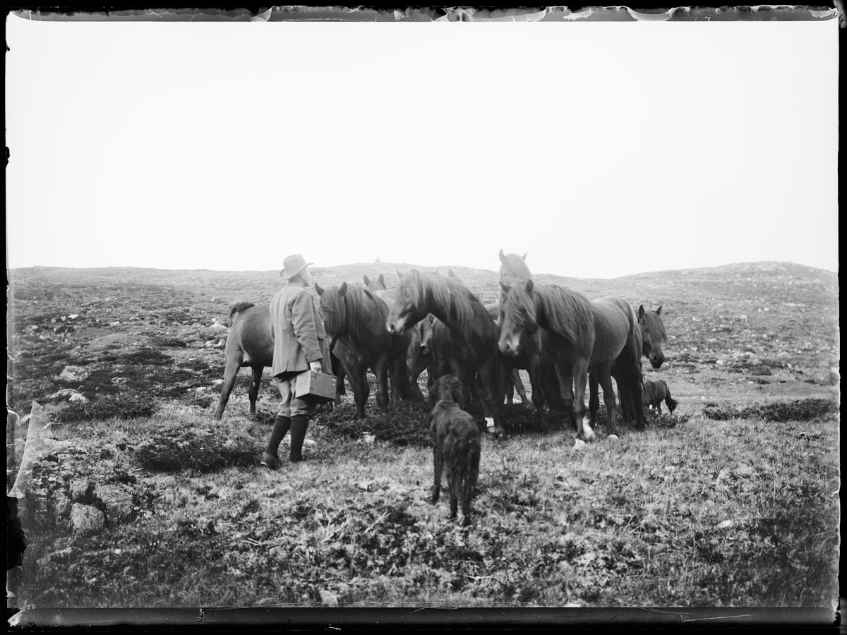 "Heimdalen 1906" (inskr eske). Fra Sjølisæter ved Atnsjøen. En flokk hester (Døling) står samlet på fjellet. En mann i hatt og nikkers står med en hund ved flokken.