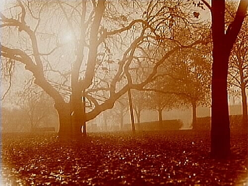 Oskarsparken, sol och dimma i parken.
