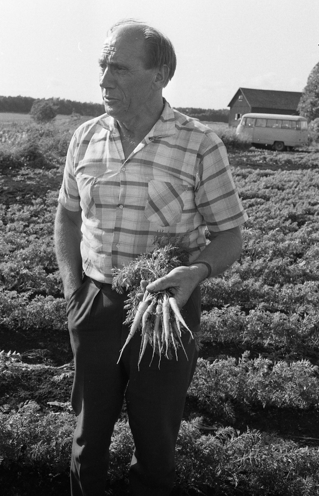 Morötter, Pauli 13 juli 1967.
Mannen på bilden är John Persson i Råsta, Stora Mellösa. Han odlade morötter, potatis och spannmål. Han handlade också med potatis, köpte in potatis, paketerade och distribuerade till butiker. Stora Mellösa blev ett stort morotsdistrikt delvis tack vare den bördiga, och för morötter lämpliga jord, som frigjordes när Hjälmaren sänktes i slutet på 1800-talet.