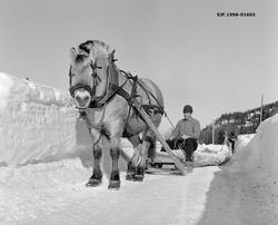 Hankekjøring av tømmer i Vestre Gausdal i Oppland vinteren 1