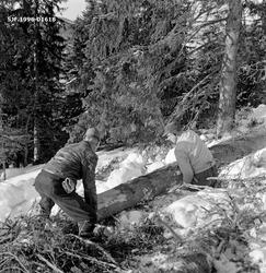 Skogsarbeiderne Kristoffer Kronberget og Ottar Gudbjørnsrud 