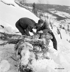 Vedkjøring i Vestre Gausdal i mars 1967.  Fotografiet viser 
