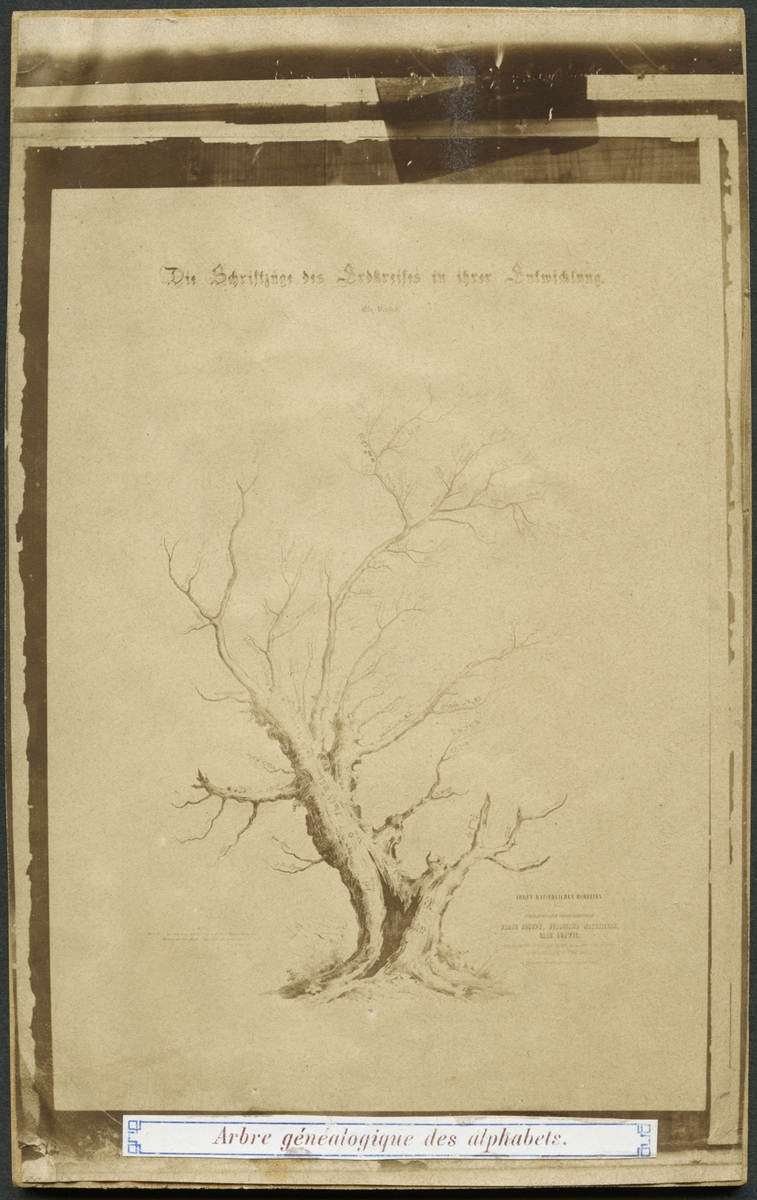 Saltpapper. Schematisk bild av alfabetets stamträd. Tillägnad Kejsare Franz Joeph II.