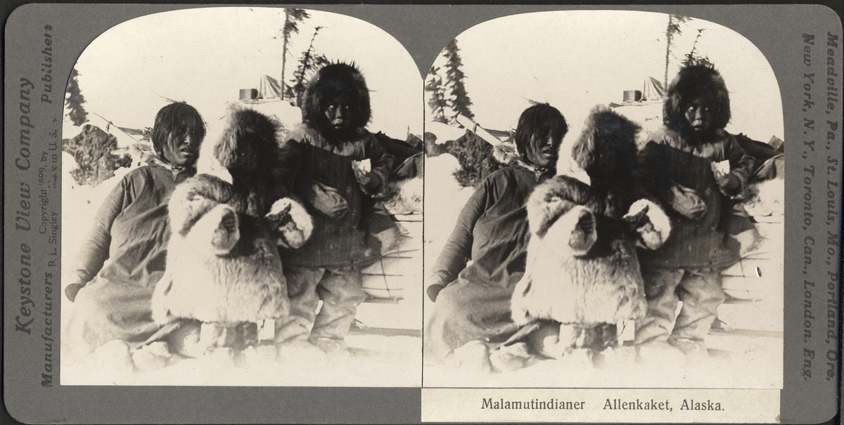 Stereobild av malamutindianer, Allenkaket, Alaska.