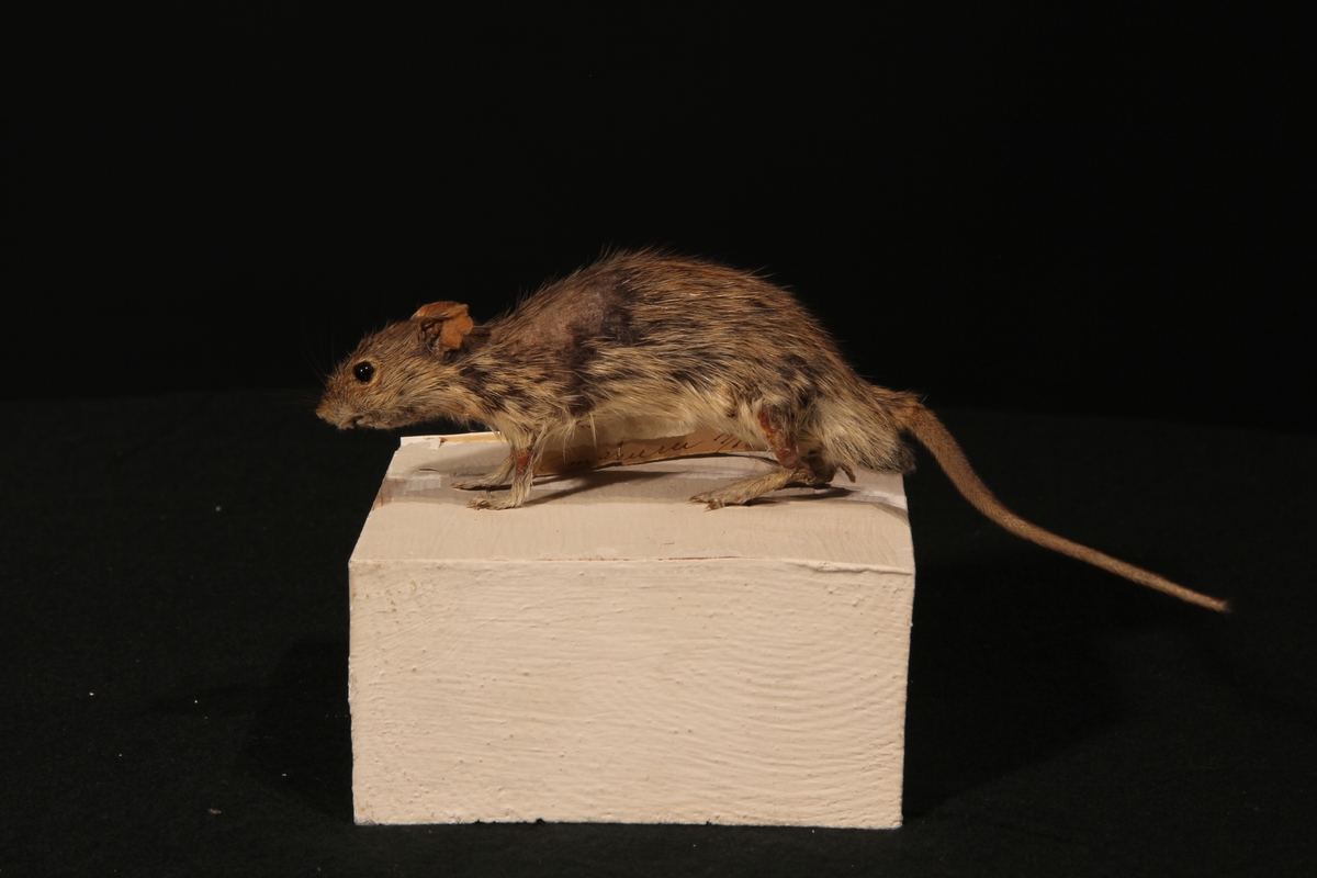 Vänersborgs museum. Afrikanska fågelsalen, strimmig mus.
