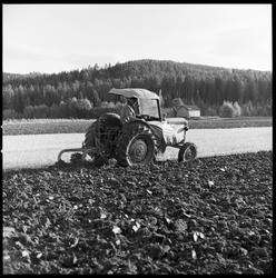 Driftsbilde fra landbruk. Nedpløying av kornåker, Krødsherad
