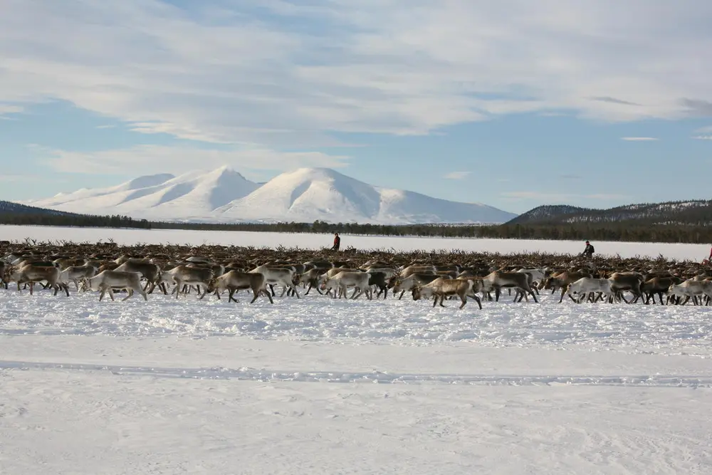 Rein som blir flytta av reineiere på fjellet