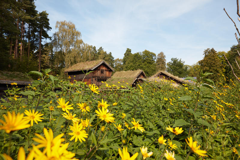 Landsbygda på  Norsk Folkemuseum,. Hus, trær, blomster.. Foto/Photo