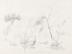 Perlehøns, Nabilatuk [Tegning]