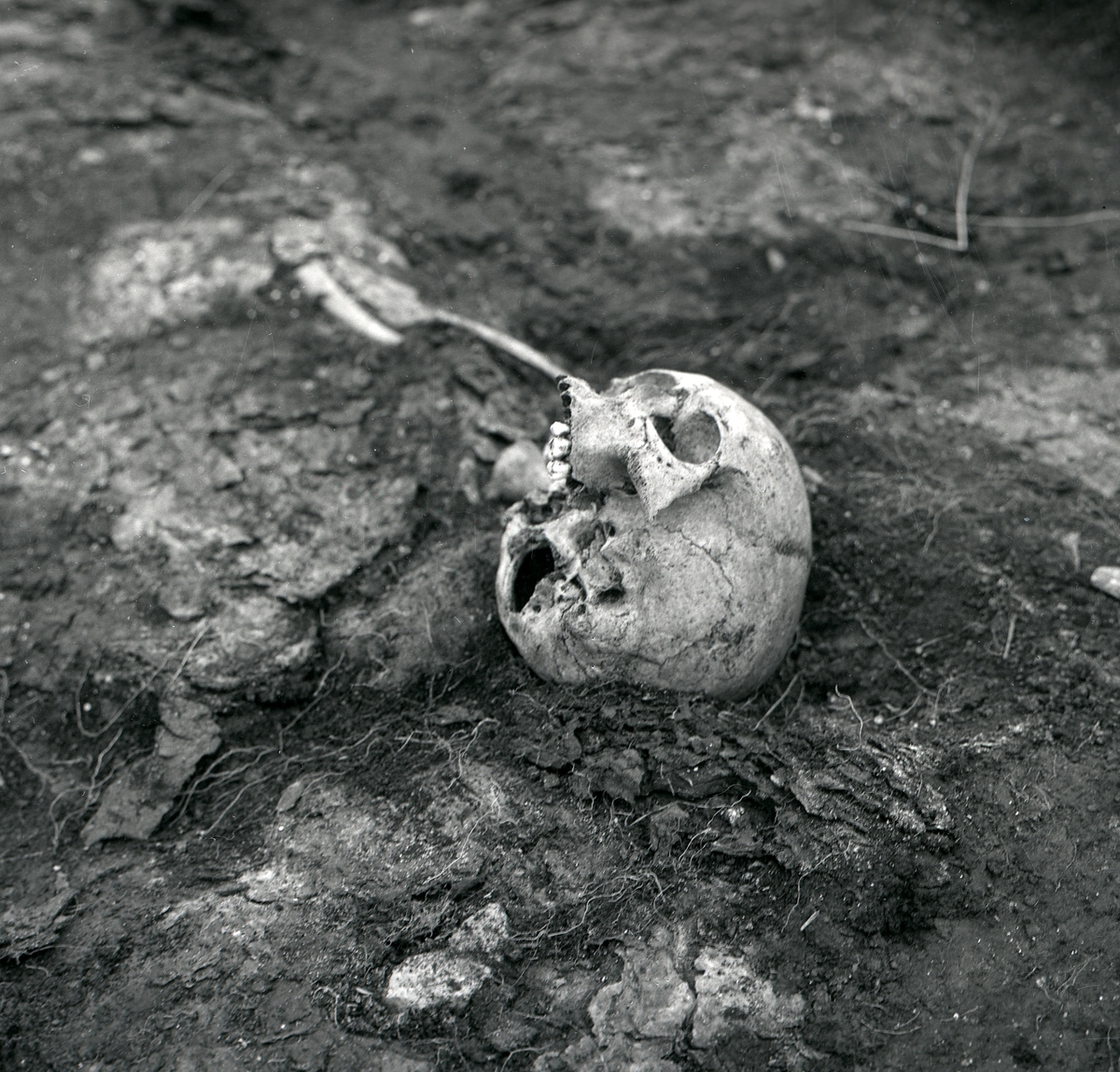 Fynd från Skedemosse vid en arkeologisk undersökning. Ett kranium.