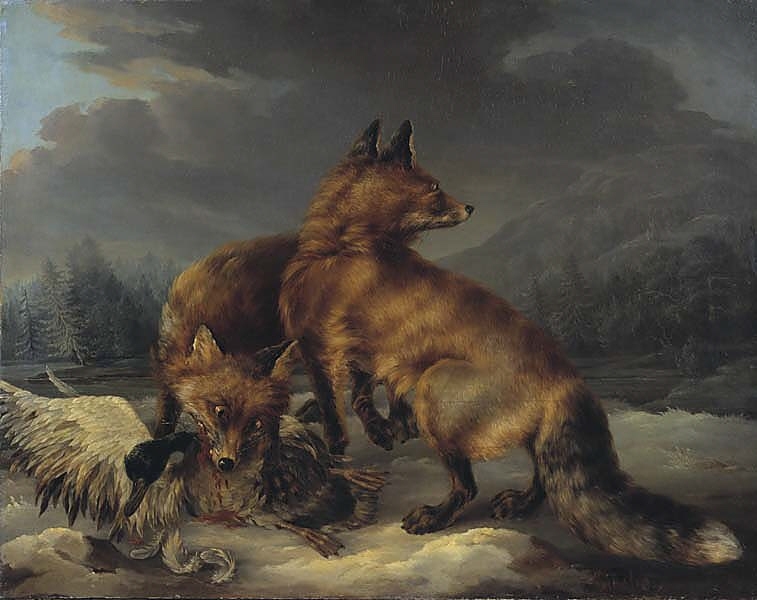 Två rävar