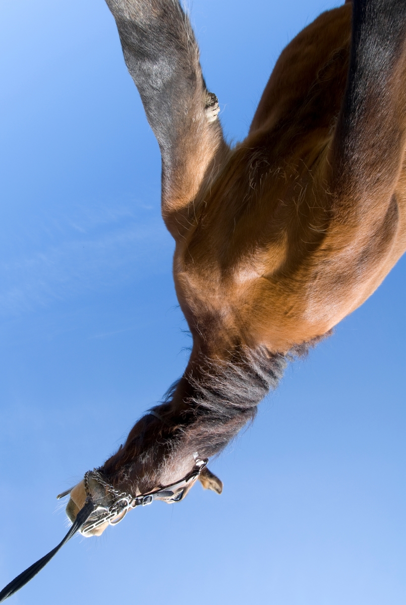 Hest fotografert i en uvanlig vinkel