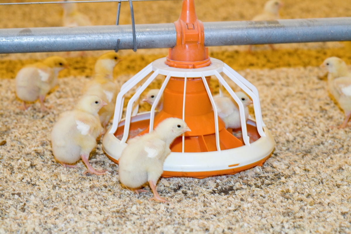 Foringsautomat og kyllinger i kyllingefarm