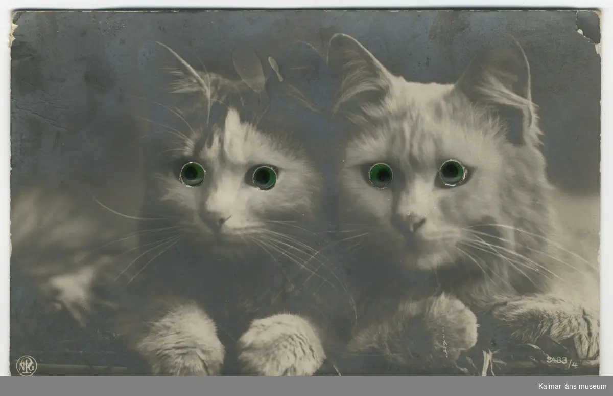 Svart-vitt fotografi av två katter med konstgjorda ögon isatta runda hål.