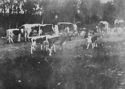 Kyr og kalver på utmarksbeite. Ei kvinne med hund følger flo