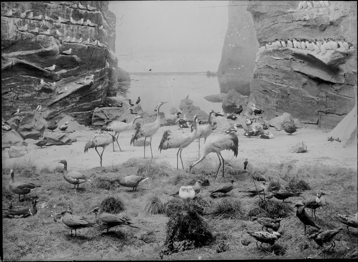 Diorama från Biologiska museets utställning om nordiskt djurliv i havs-, bergs- och skogsmiljö. Fotografi från omkring år 1900.
Biologiska museets utställning
Trana
Grus Grus (Linnaeus)
Sillgrissla
Uria Aalge (Pontoppidan)