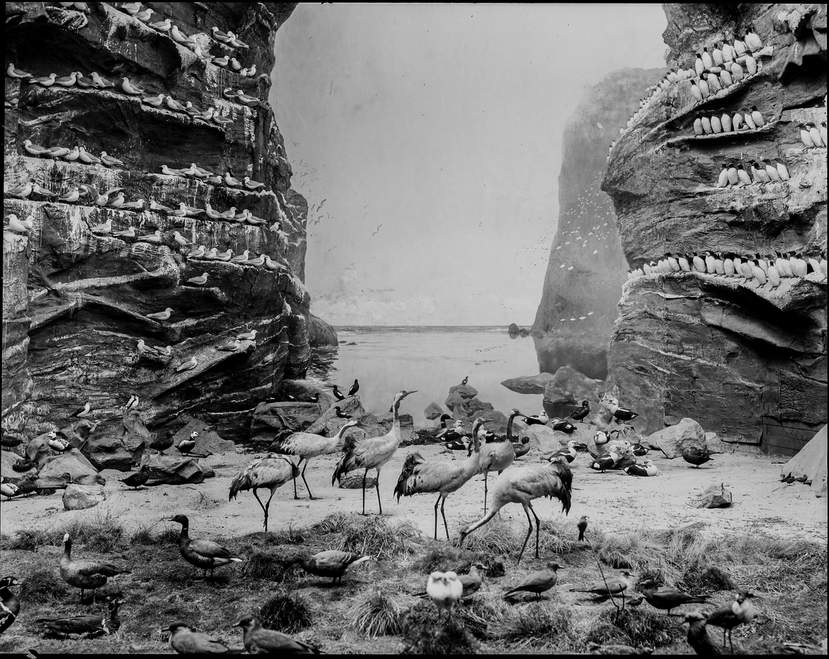 Diorama från Biologiska museets utställning om nordiskt djurliv i havs-, bergs- och skogsmiljö. Fotografi från omkring år 1900.
Biologiska museets utställning
Trana
Grus Grus (Linnaeus)
