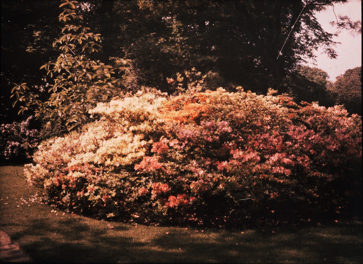 Lumières-autokrom. Stor trädgårdsodling av rododendron i Dresden. Fotograferad den 31 maj kl 1500 1910 med f/48, 90 sek. exponering.