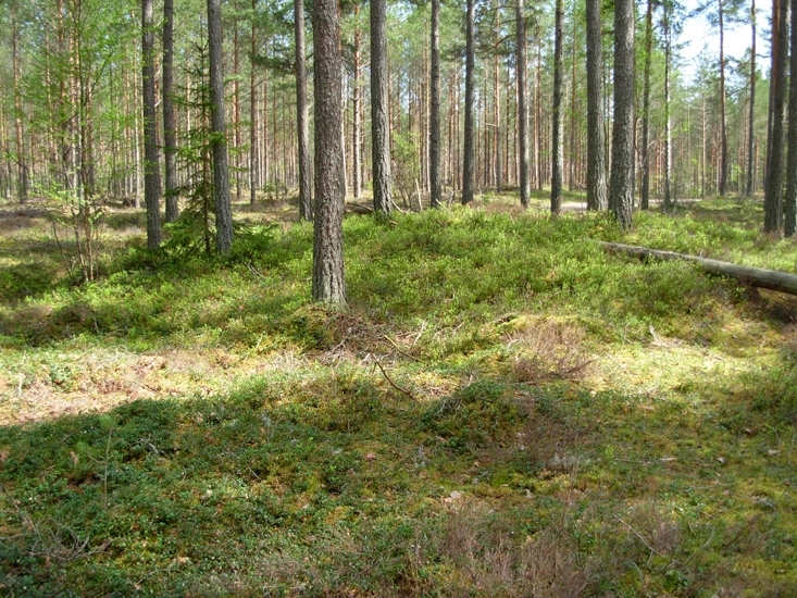 Kolbotten Foto av kolbotten efter resmila, rund. Ställvis omgiven av ...