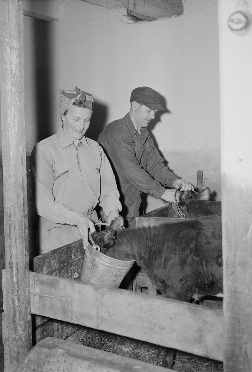 Lilly och Axel Westerberg i ladugården i Gräfsta, Skuttunge, 1956