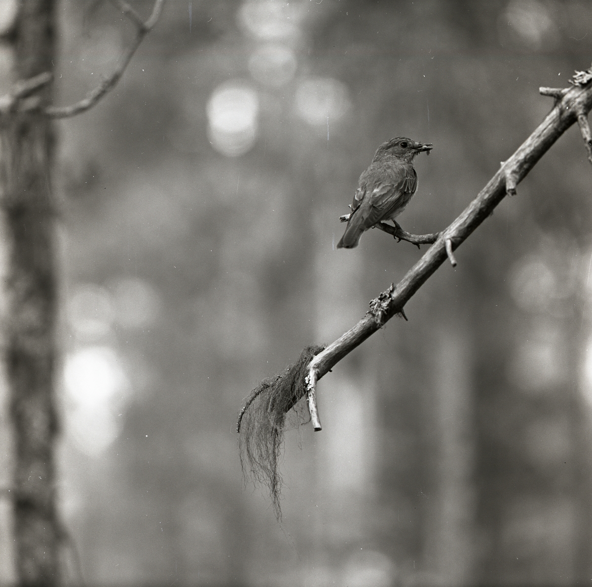 En flugsnappare har fångat ett byte och håller det i sin näbb. Fågeln har landat på en kal gren som endast pryds av några lavar och mossor. Flugsnapparen befinner sig i förgrunden och längre bak i bilden anas en otydlig skog.