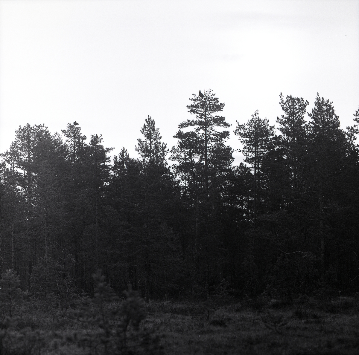 Högt i tallarnas toppar sitter tre tjädrar och tittar ut på omvärlden. Från ett närliggande hygge fotograferas skogen med fågelbesökta träd av Hilding Mickelsson 1962.