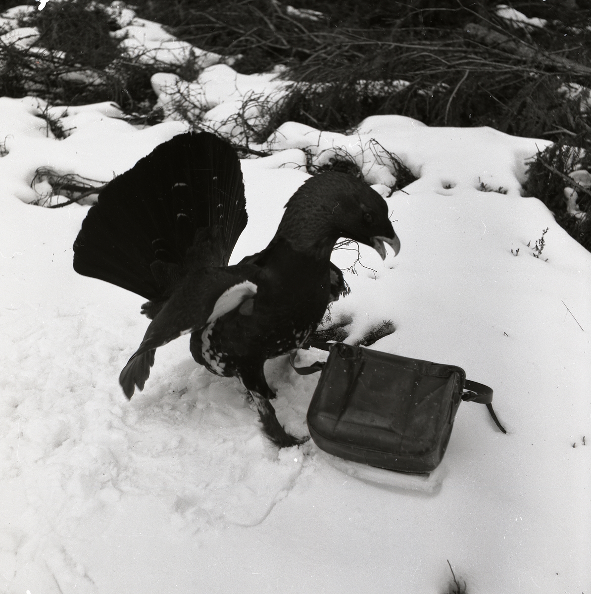 Med utbredda vingar och upprest fjäderdräkt attackerar tjädertuppen en väska. Framför väskan har fågeln räfsat i snön med sina klor. Bakom den oense väskan och tjädern har ris och kvistar letat sig fram ur snön våren 1954.