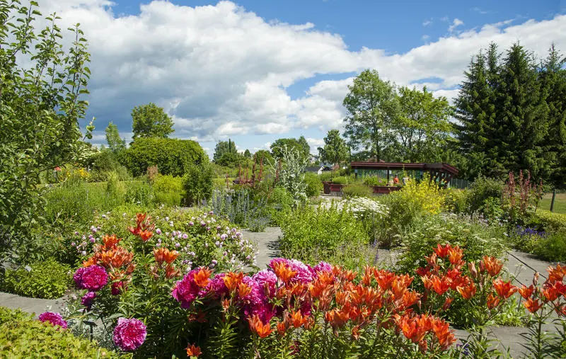 Blomsterbed med rosa peoner og oransje keiserkroner.