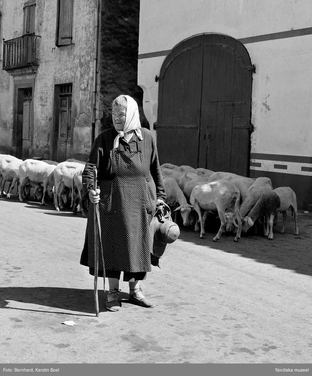 Äldre kvinna på bygata i trakten av Roquefort, Frankrike. Får i bakgrunden.