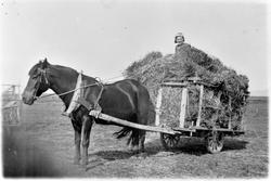 Høyonn hos Sverre Aas. Magnhild på høylasset.