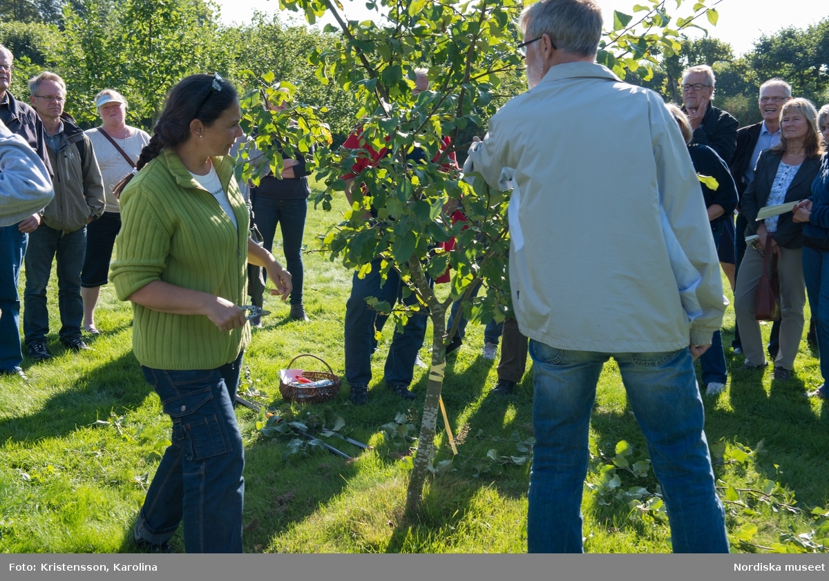 Äppeldagarna Julita 2015, Äpplen, beskärning av äppelträd