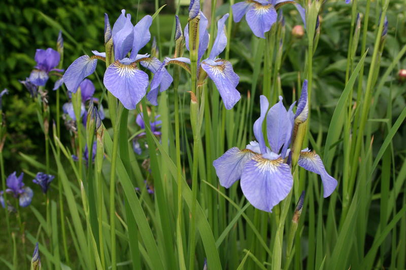 Sibiriris/Iris sibirica (Foto/Photo)