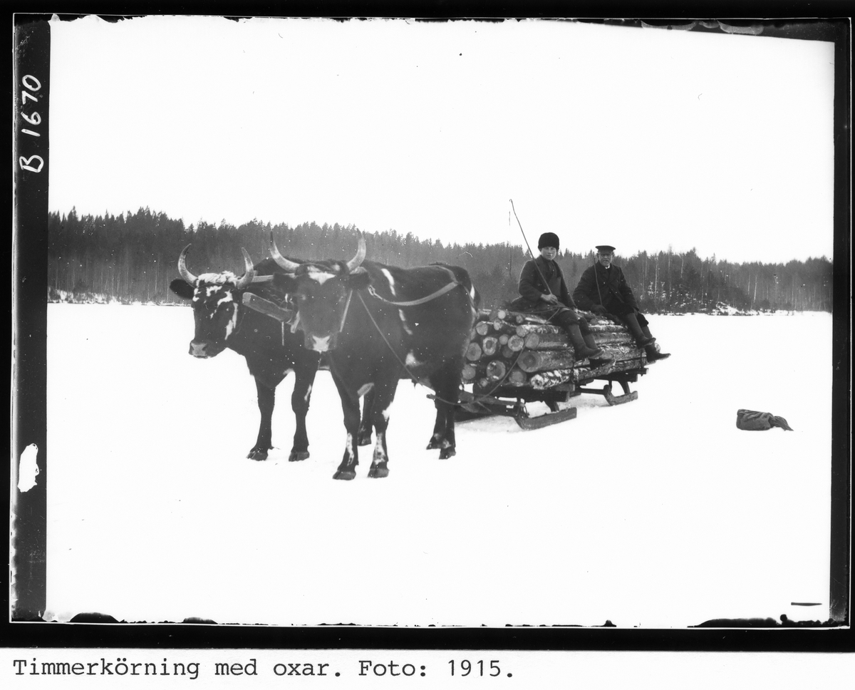 Timmerkörning med oxar. Foto: 1915.