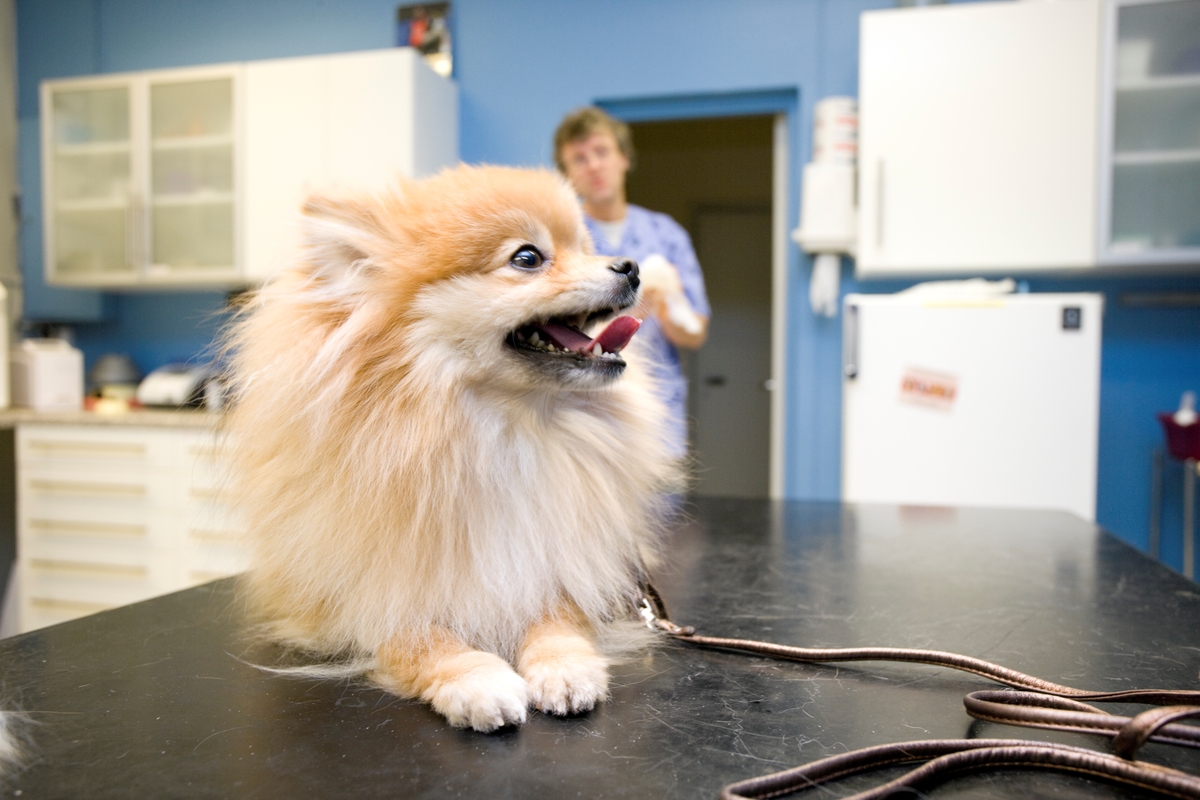 Hund hos veterinær. En hund av rasen pomeranian hviler på et undersøkelsesbord hos veterinæren.