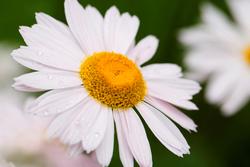 Urter i urtehagen til Norsk Farmasihistorisk Museum