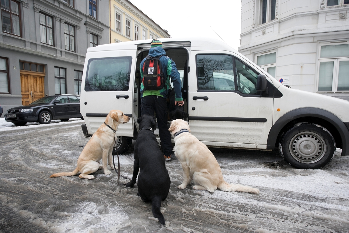Førerhundskole. Hundene blir satt på Majorstuen ved Norges Blindeforbunds lokaler.