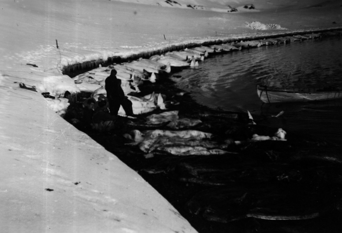 Kvitfiskfangst ved Svalbard 1956